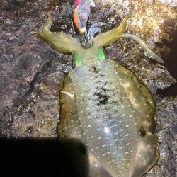 2022 佐渡ヶ島エギング 12回目